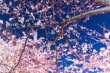 東金桜まつり開催のお知らせ