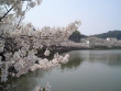 東金桜まつり 開催のお知らせ